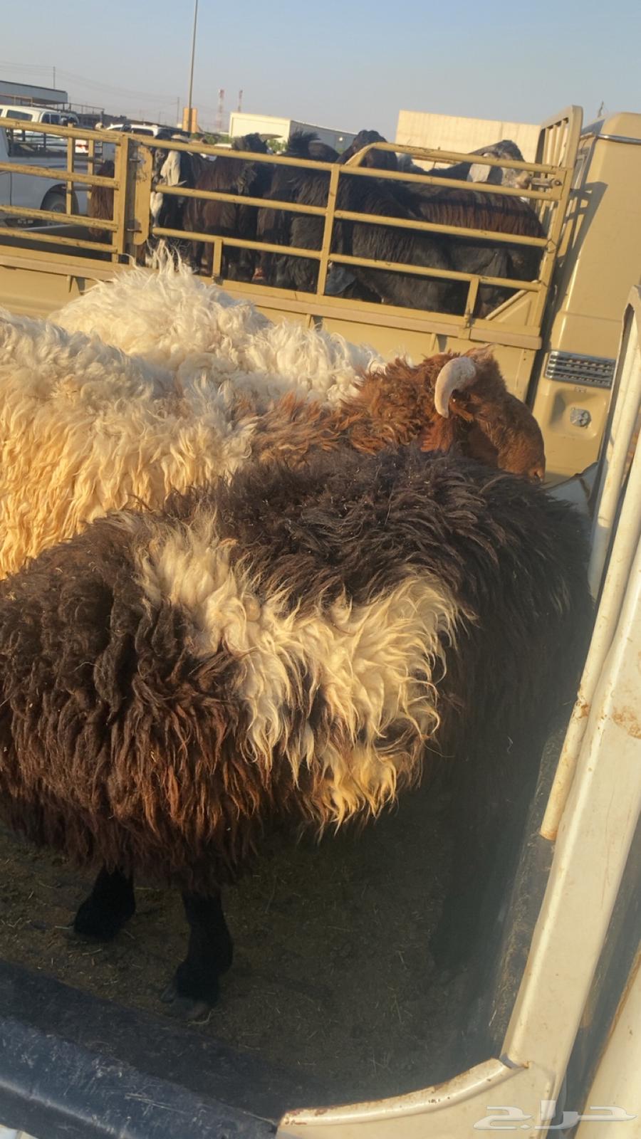 خرفان طيبه للبيع64361224199554110