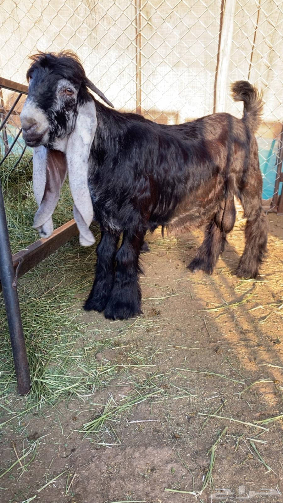 Premium Quality Male Goat64014700317698110