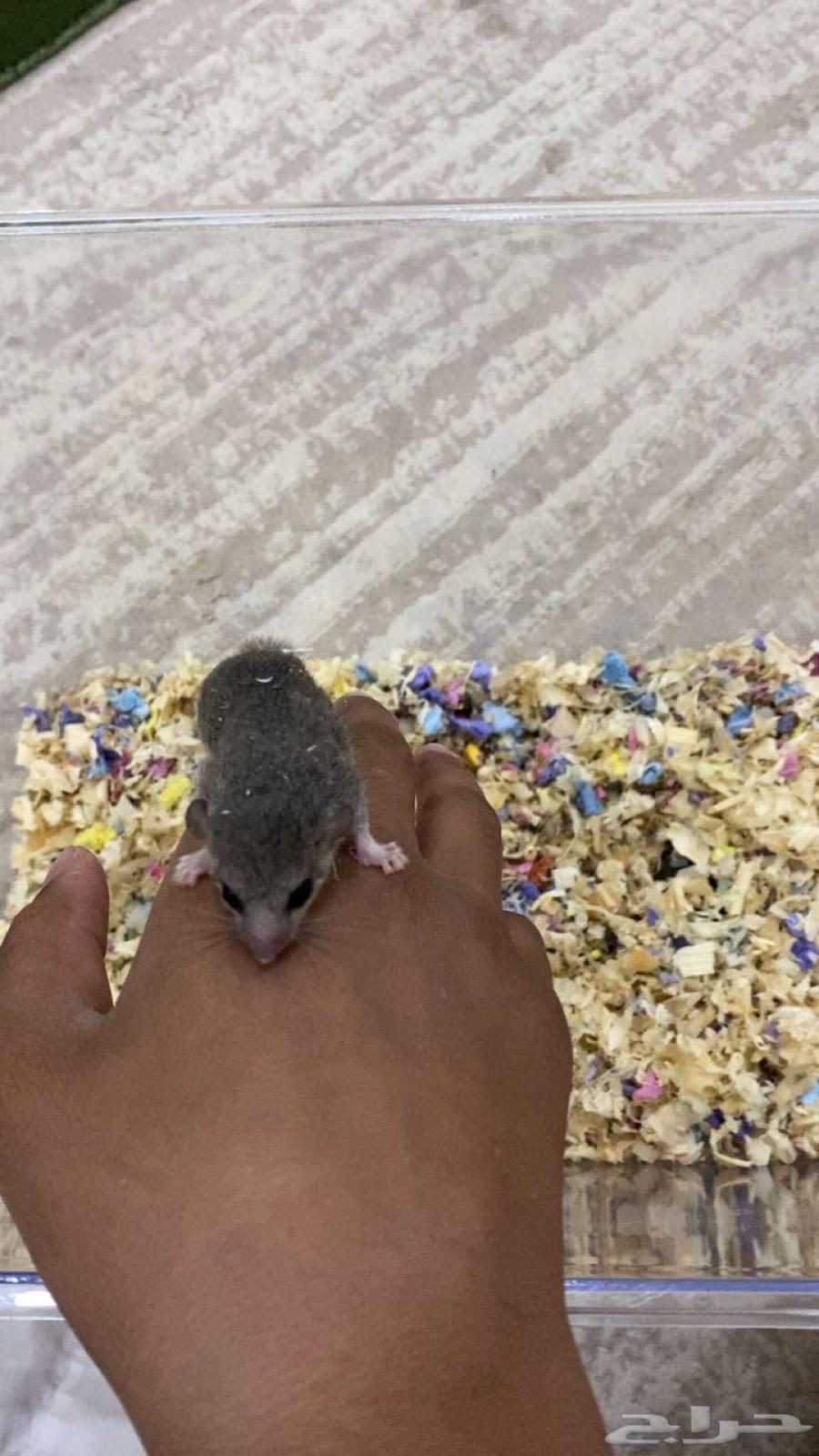 سنجاب قزم أفريقي64358540573953110