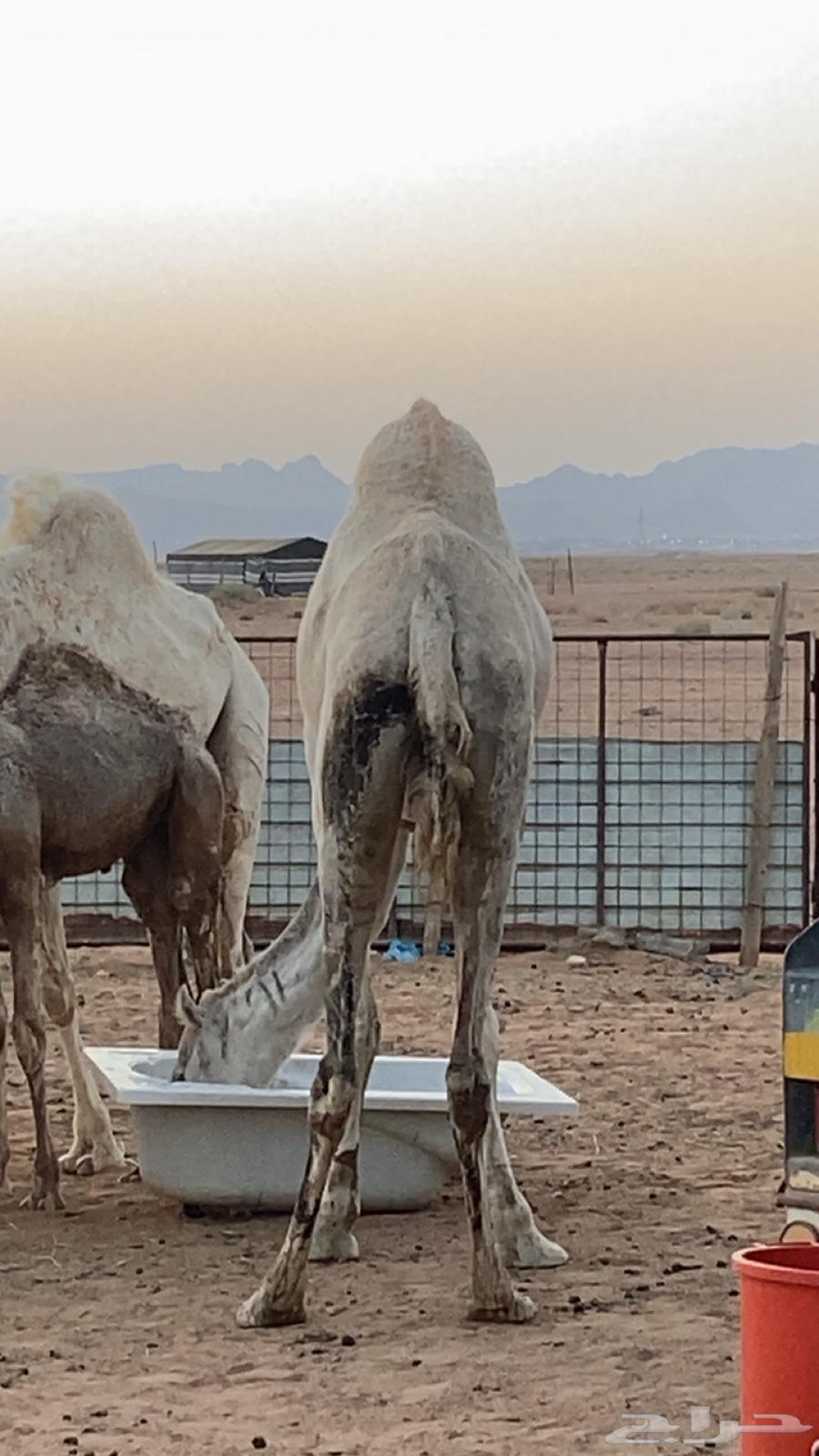 للبيع ضروبه رحول مقود64354828463491110