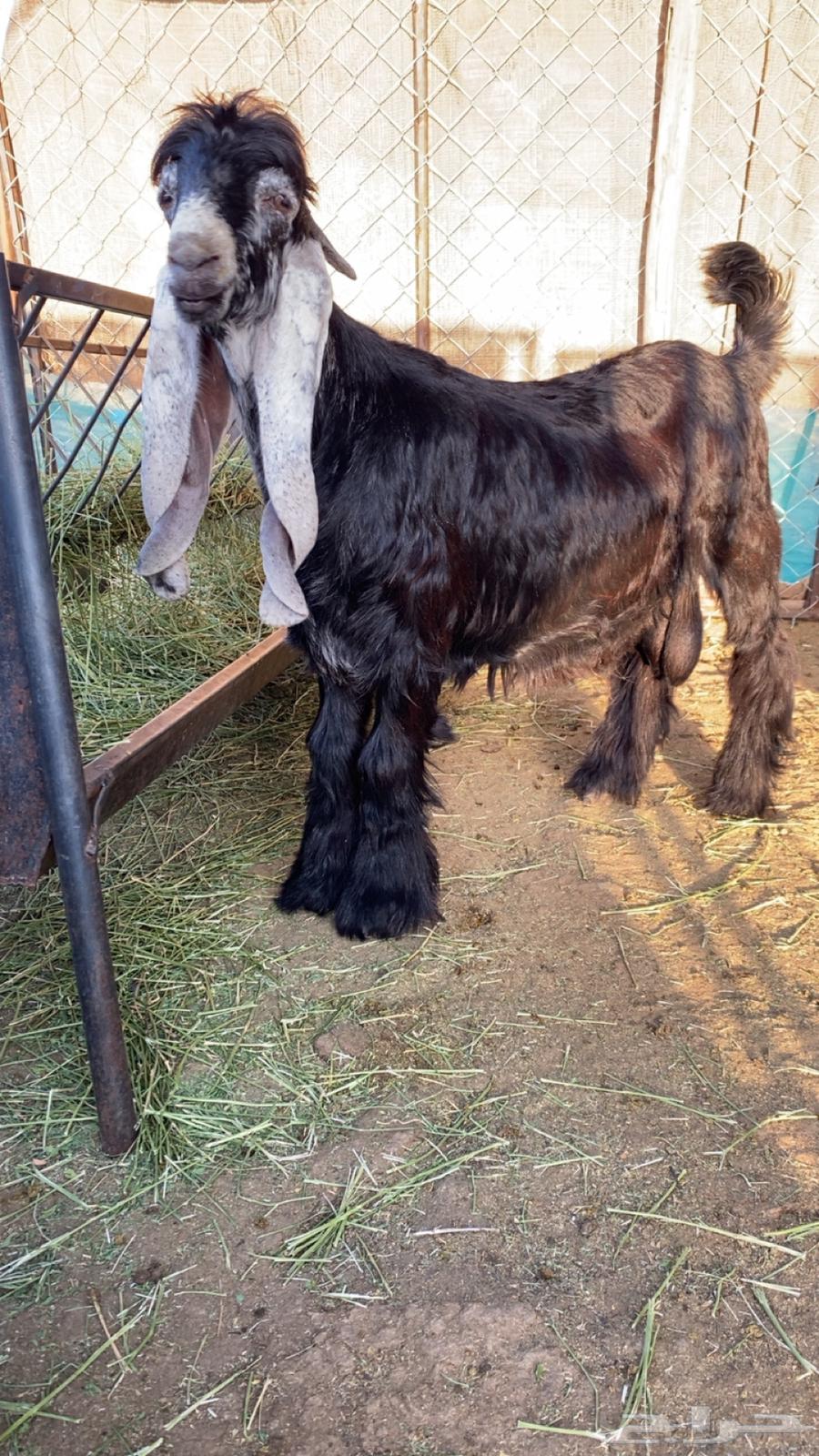 Premium Quality Male Goat64014700317698111