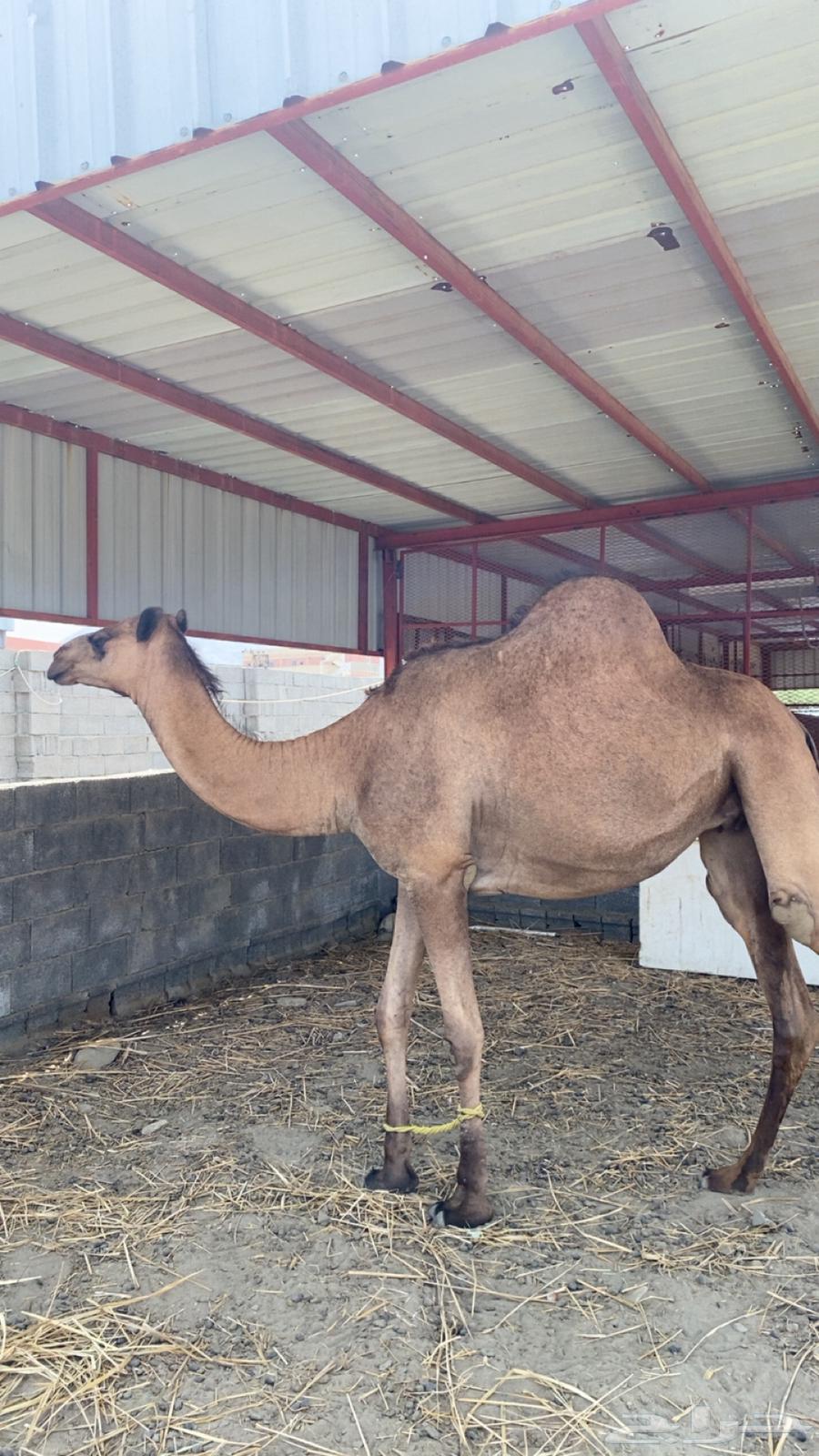 ثلاث بكار للبيع64353330089859113