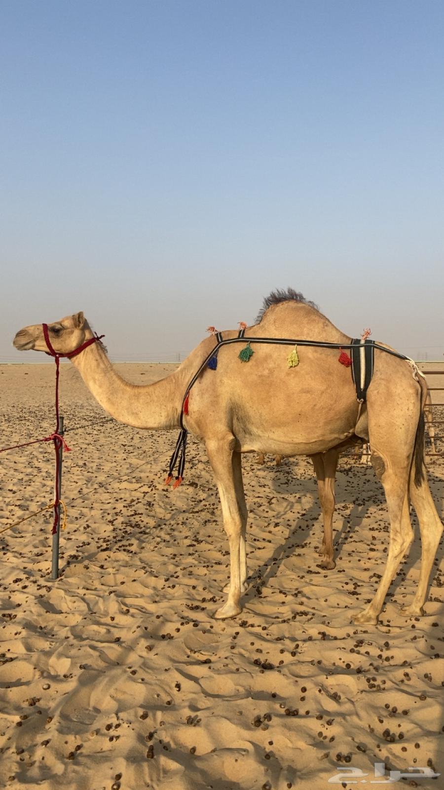 خلفه مهجنه طيبه جدا64360068799363110