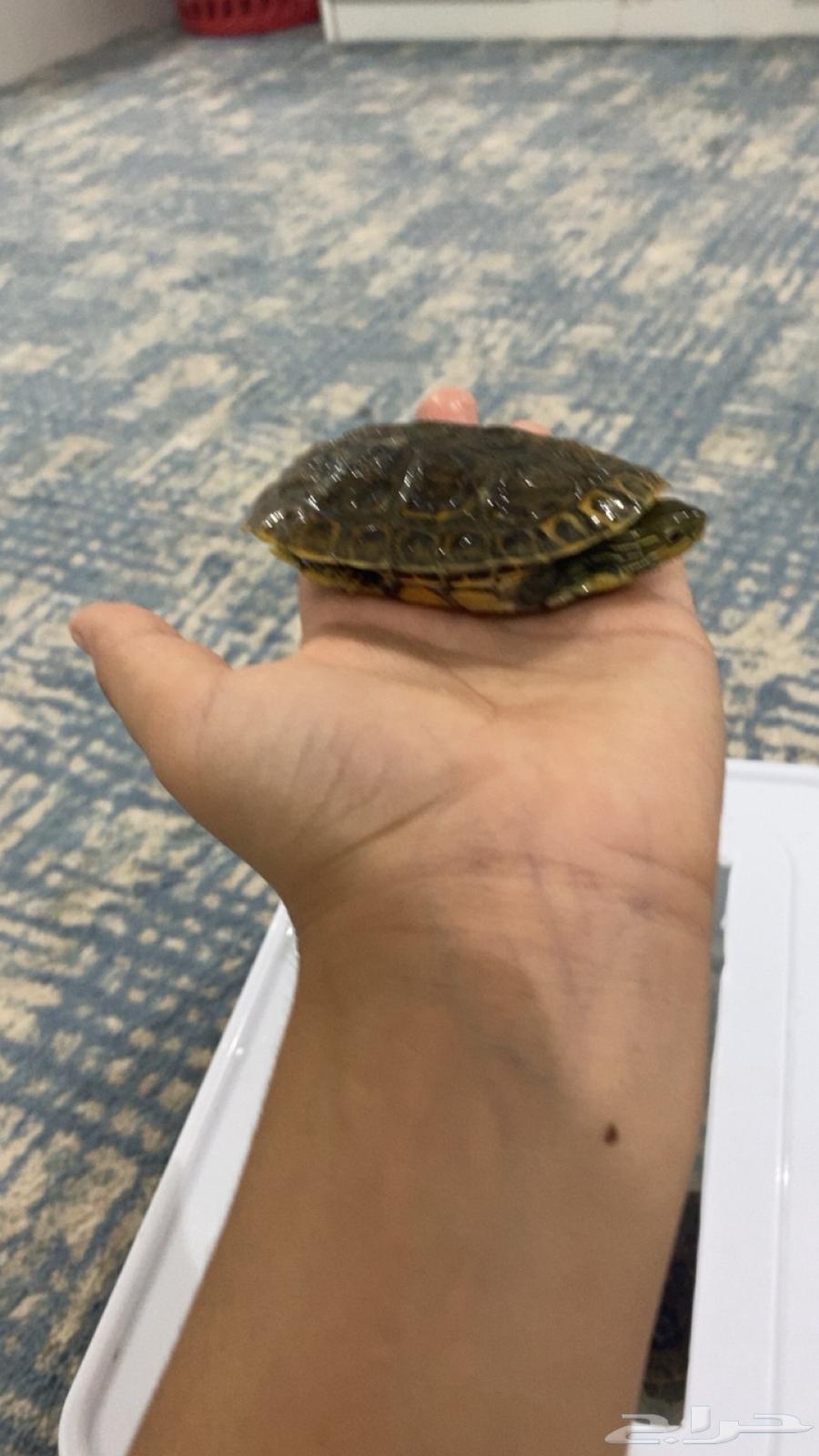 يوجد لدينا سلاحف وحلزونات للبيع64504626722689113