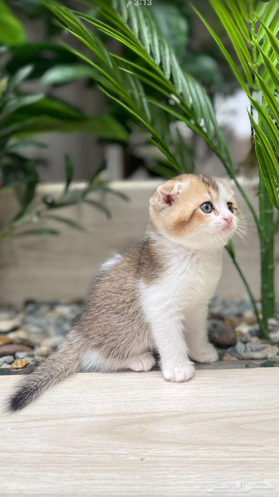 قط سكوتش فولد بيور64358526601858112