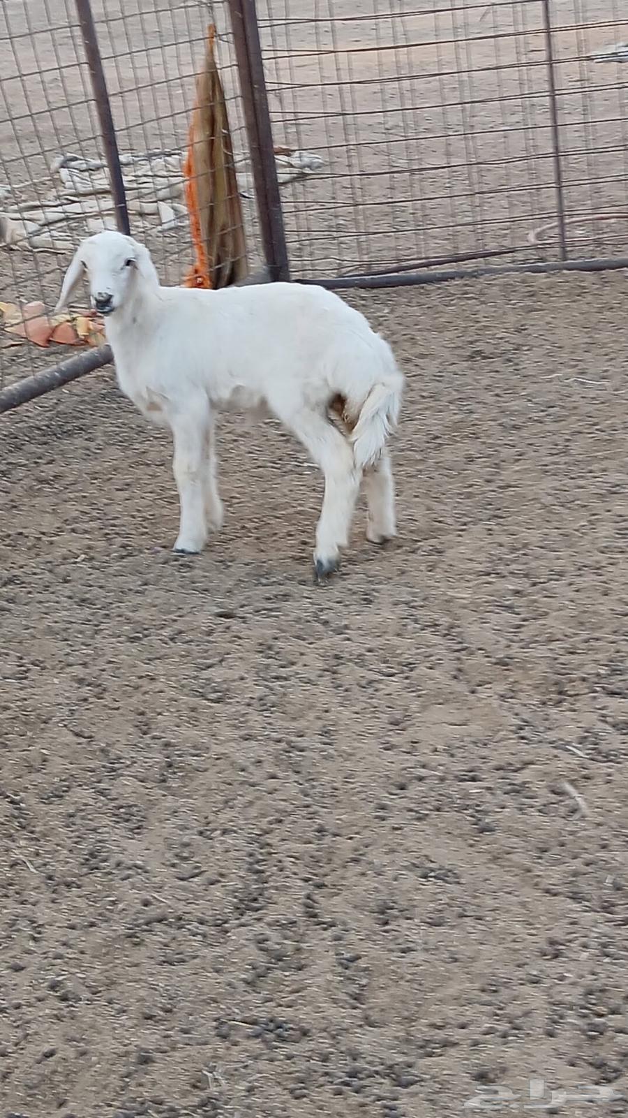 Rakhal. He is two months old64358742106243110