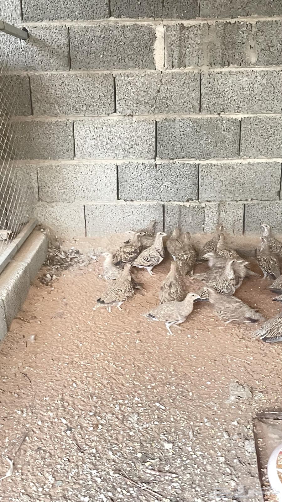 Quta Naghaq64361092049921114