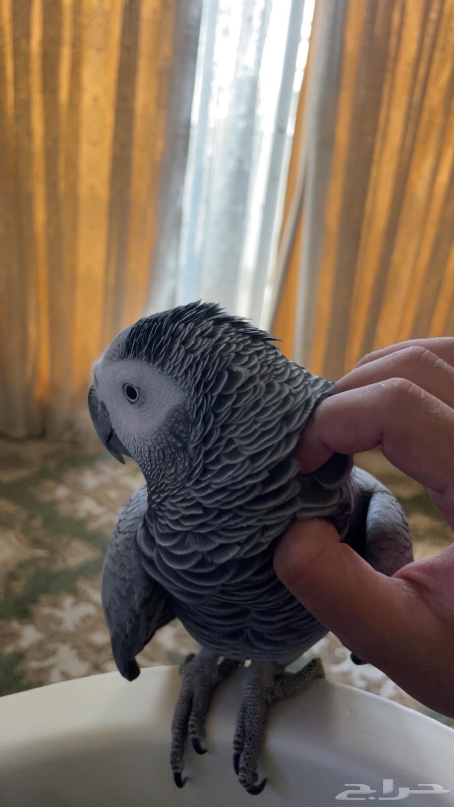 انثى كاسكو اليفه64355260821889110