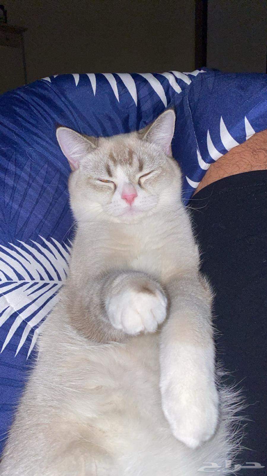 قطوة للبيع سكوتش ستريت64362013764866113