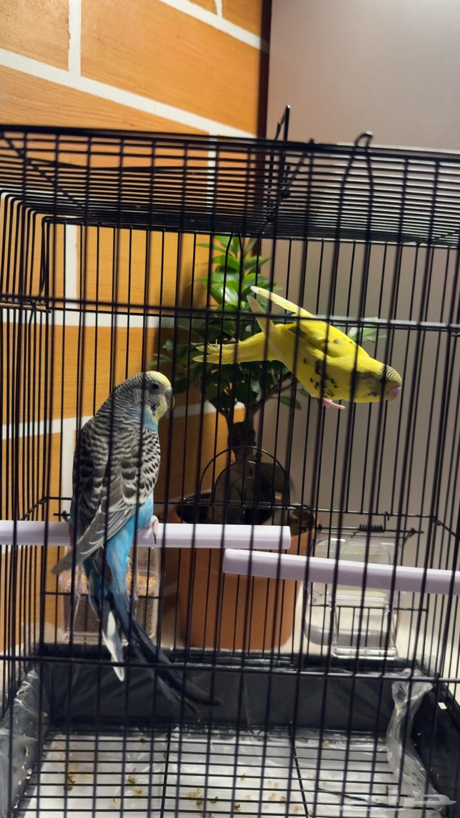 طيور الحب64358699110913110