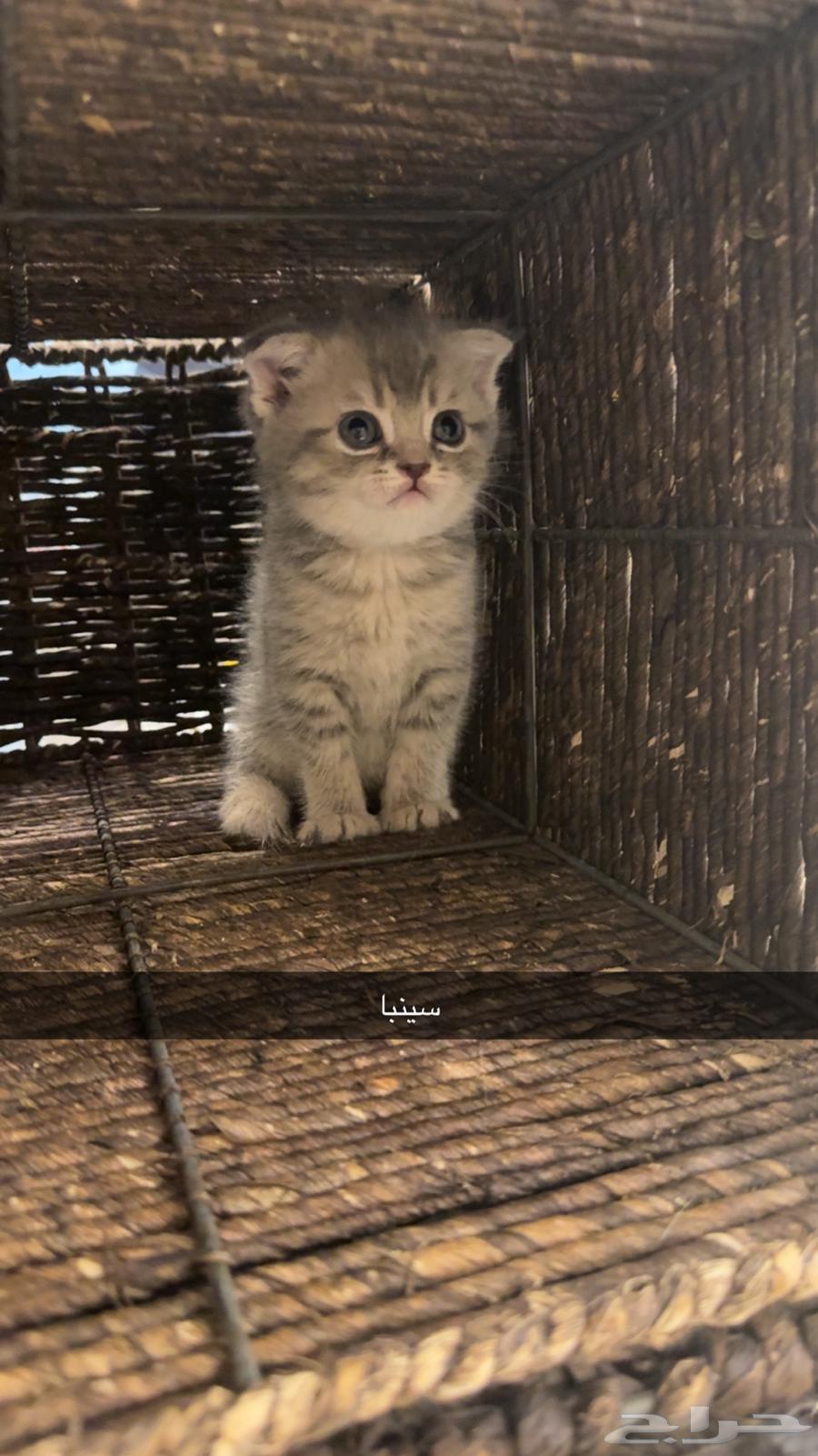 Gray Scottish Fold Kittens, 500 SAR, 40 Days Old64361356228609111