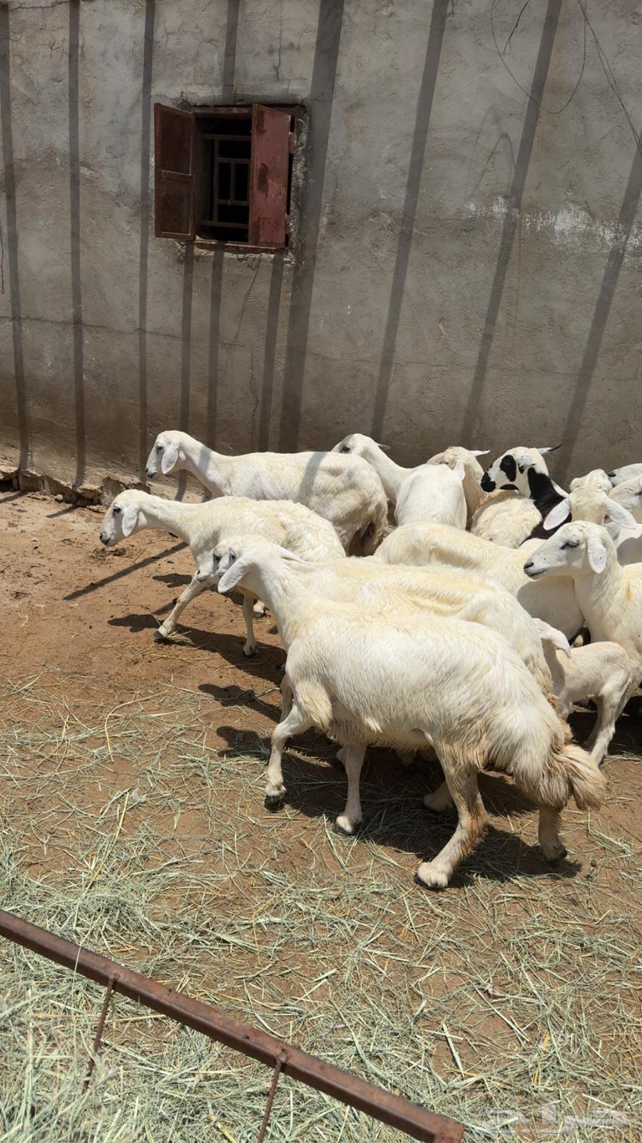 ضان للبيع صنف فاخر64354091156481113