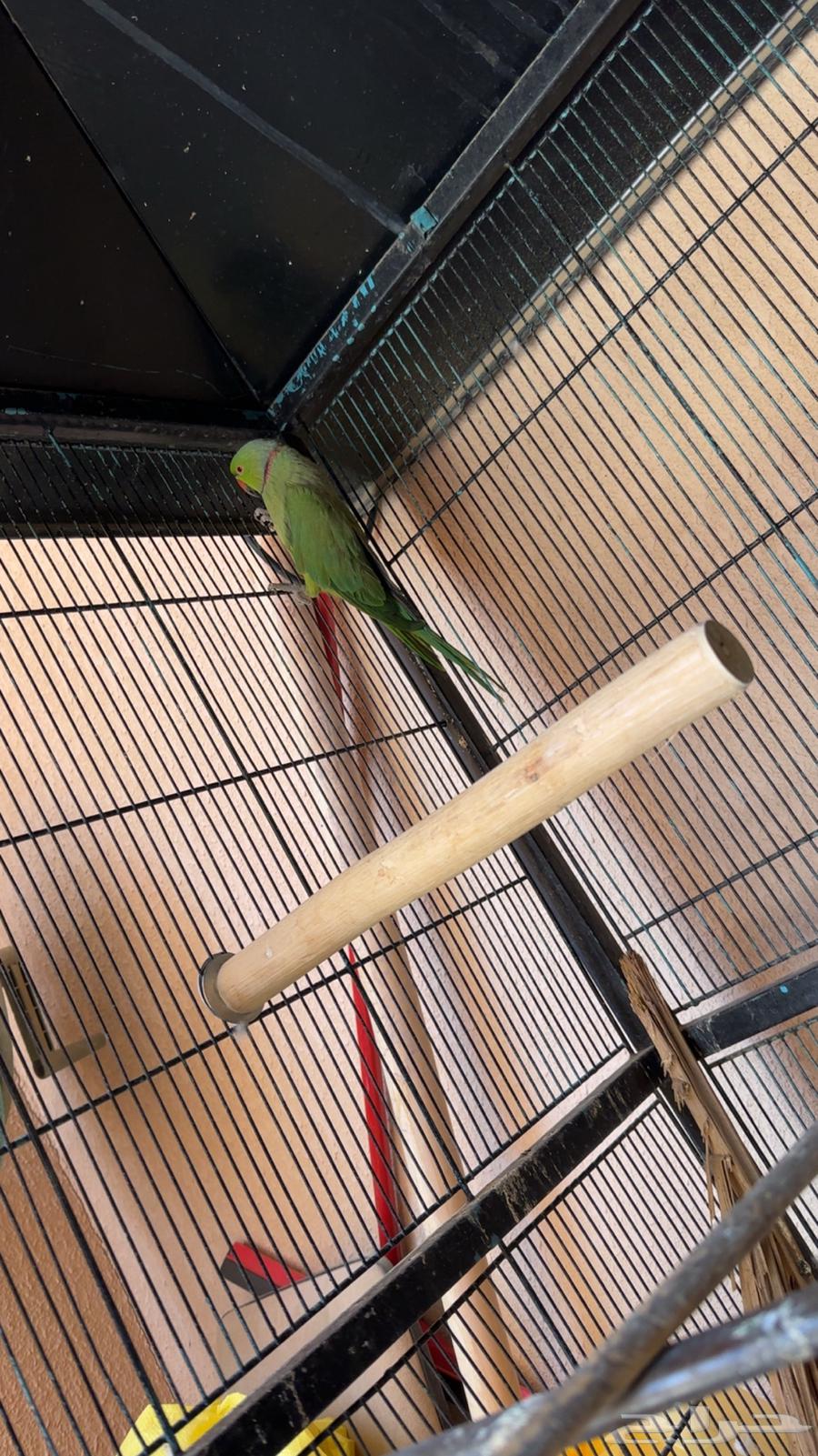 ذكر دره هندي64354519346051110