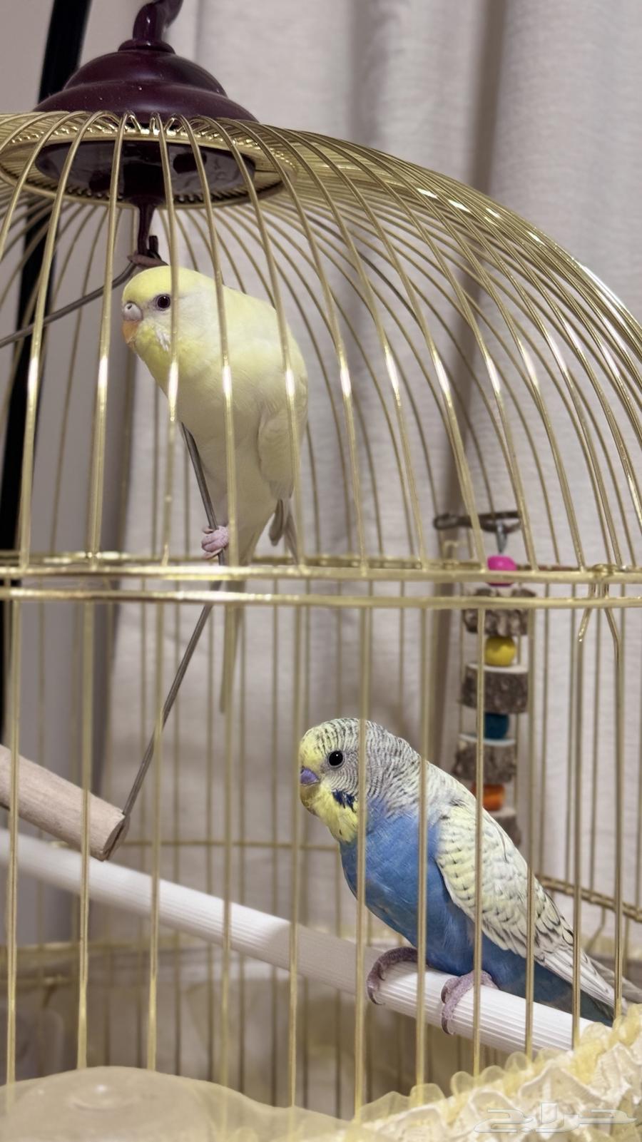 عصفورين البادجي64361018520067112