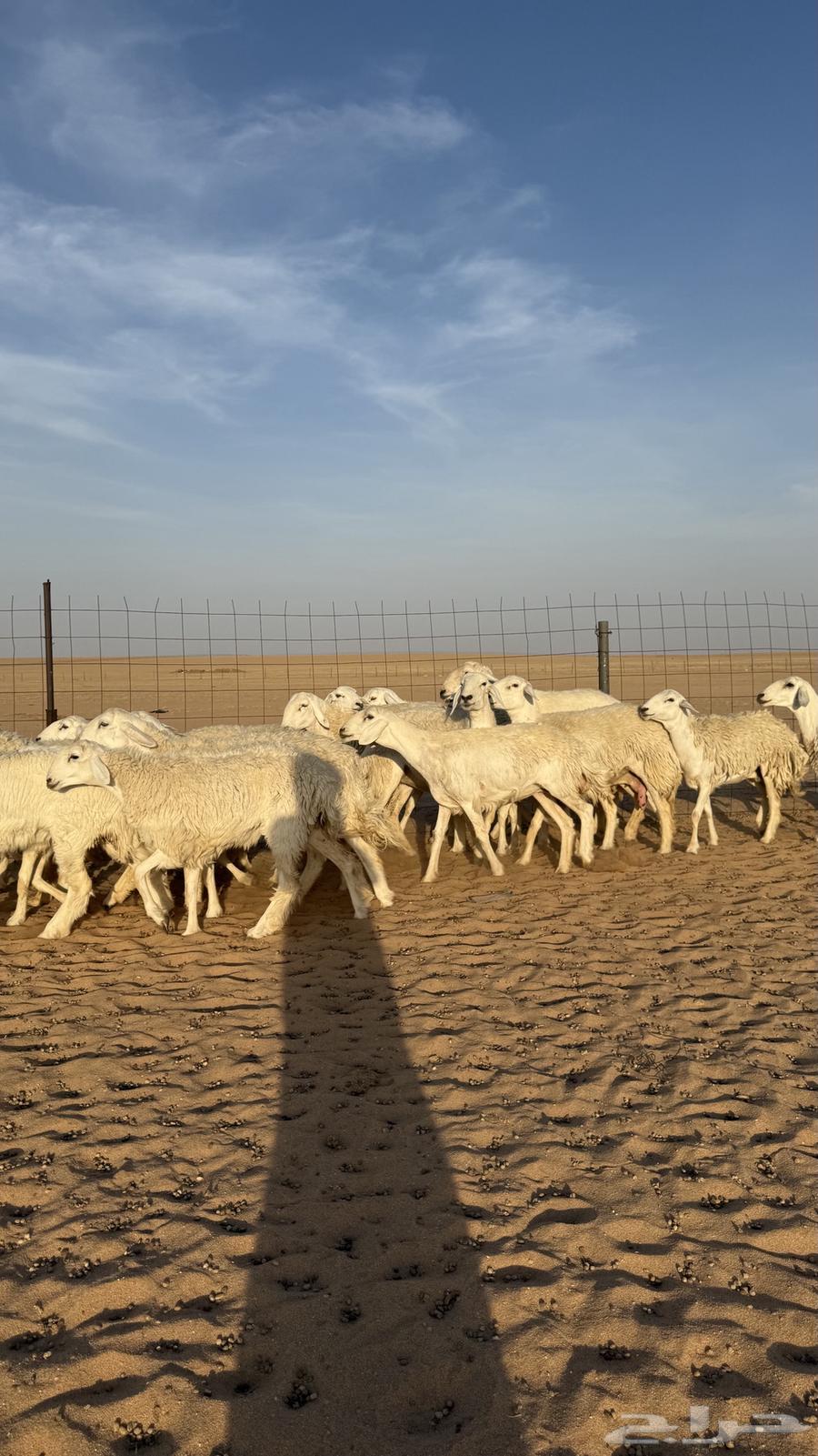 رخال حريات دفيع منوة مدور الصنف64353721499521111