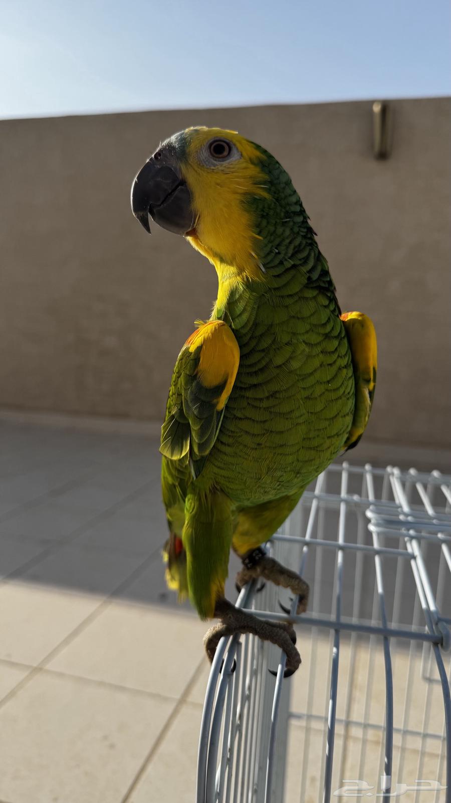 ببغاء أمازون بلو فرنتد جاكو محجل محلي64355333286275112