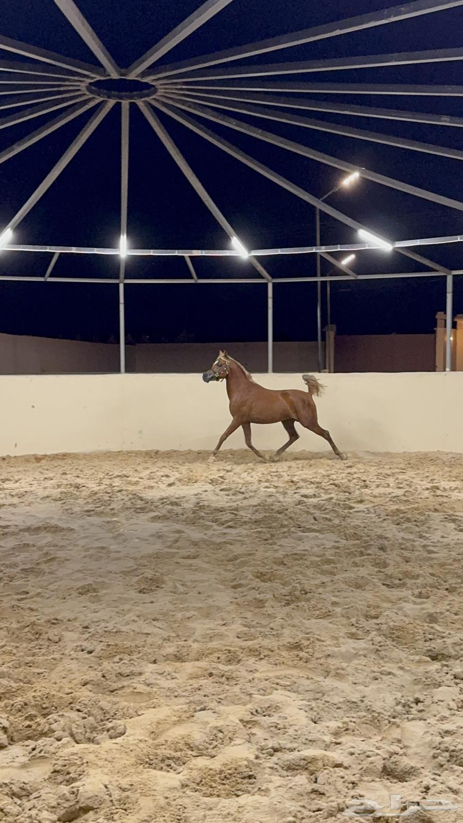 حصان واهو اشقر مذهب للبيع64359388883842111