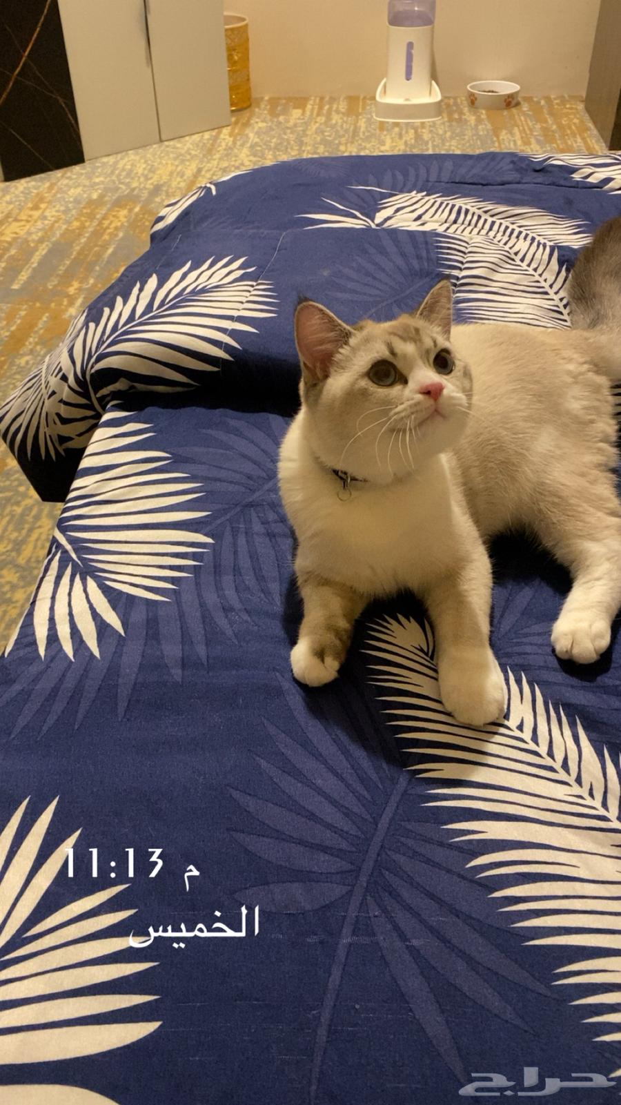 قطوة للبيع سكوتش ستريت64362013764866110