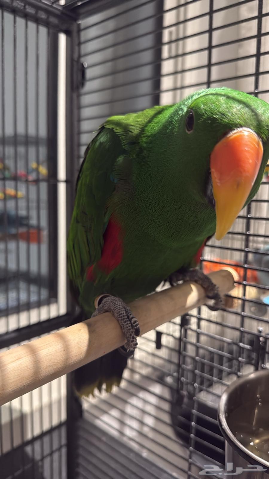 ببغاء للبيع فقط لمربين الطيور64355566810626110