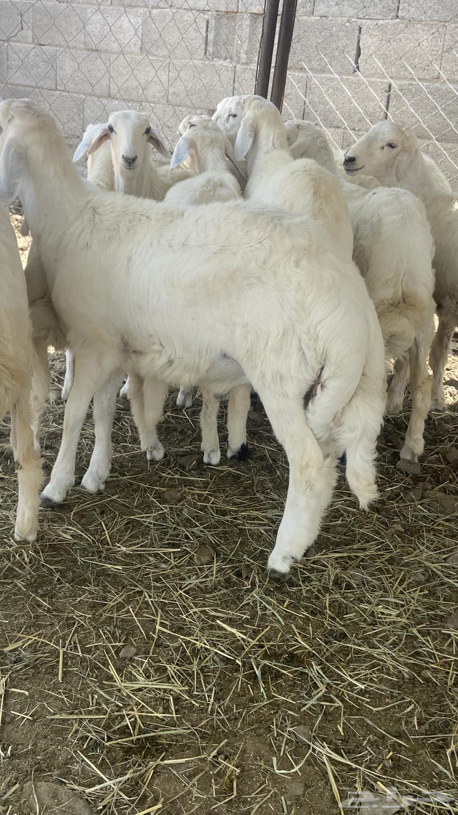 طيان ورخال64354637104643112