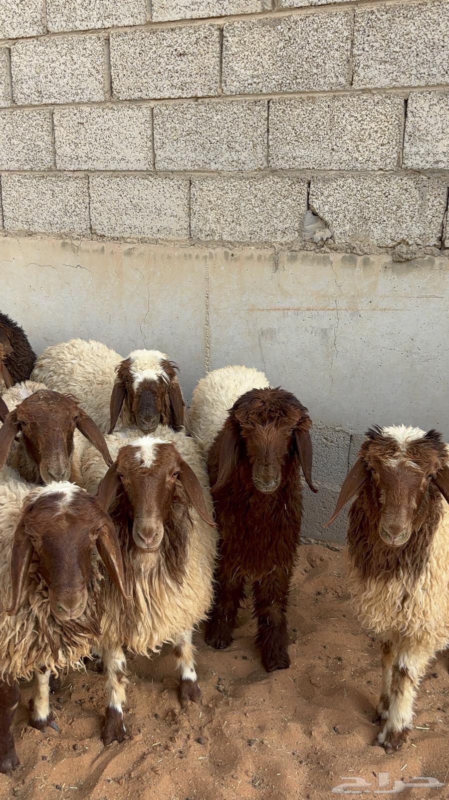 رخال نعيم ب 105064355171637123111