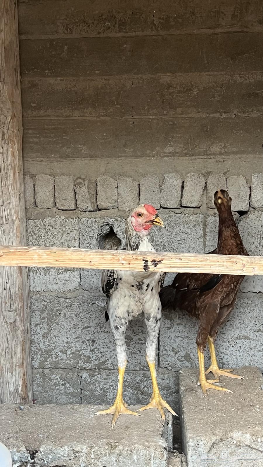 ديك للبيع64351517008002113