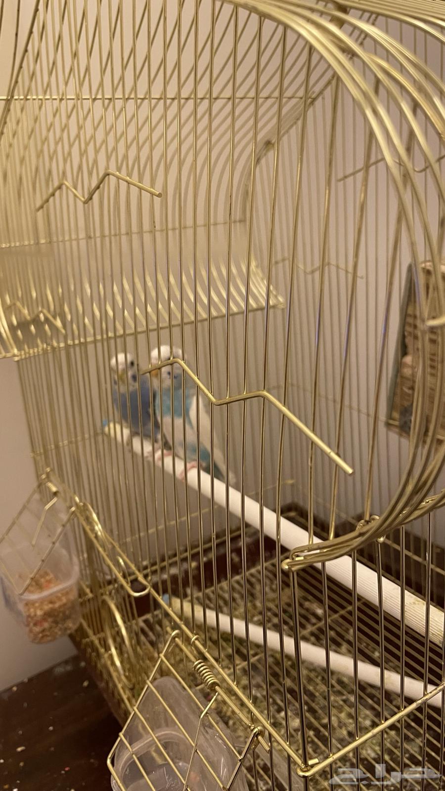 طيور بادجي صغار64355304183427111