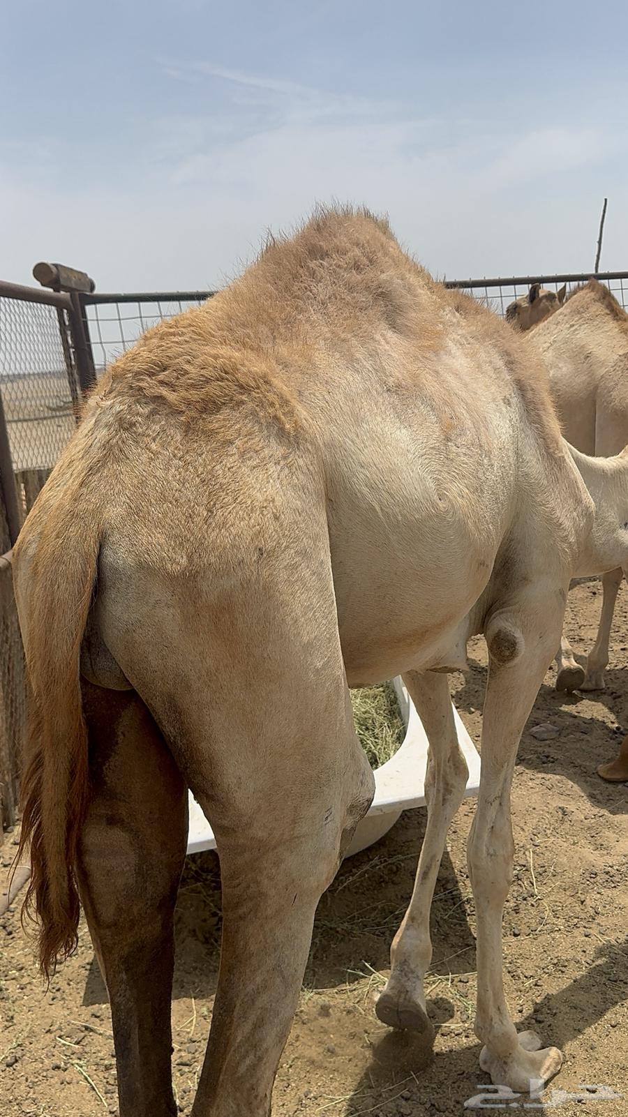 حشو للبيع64355289884289113