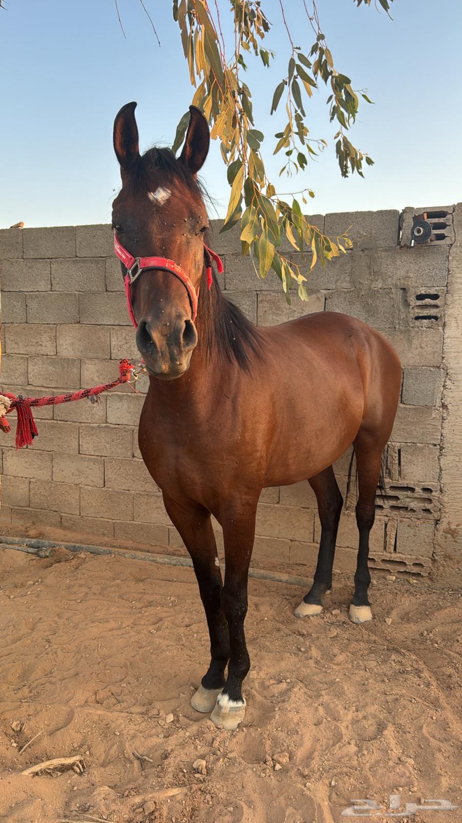 فرش شعبيه شيخه مع مهر شيخ64362059958145111