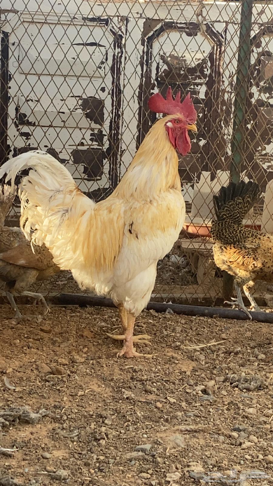 دجاج وديوك وبط بكيني للبيع64350943632001110