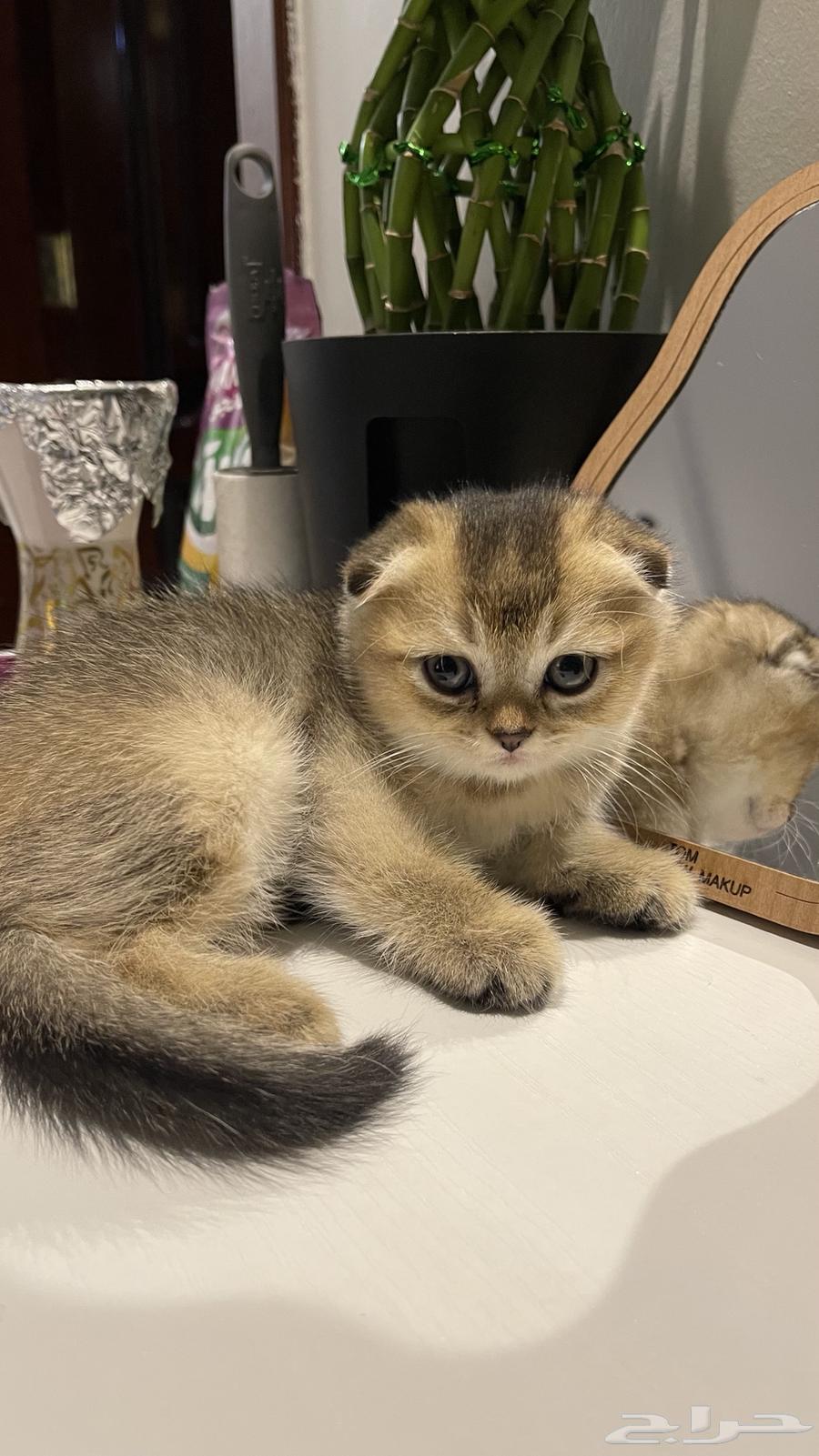 سكوتش دبل فولد64356792158978112