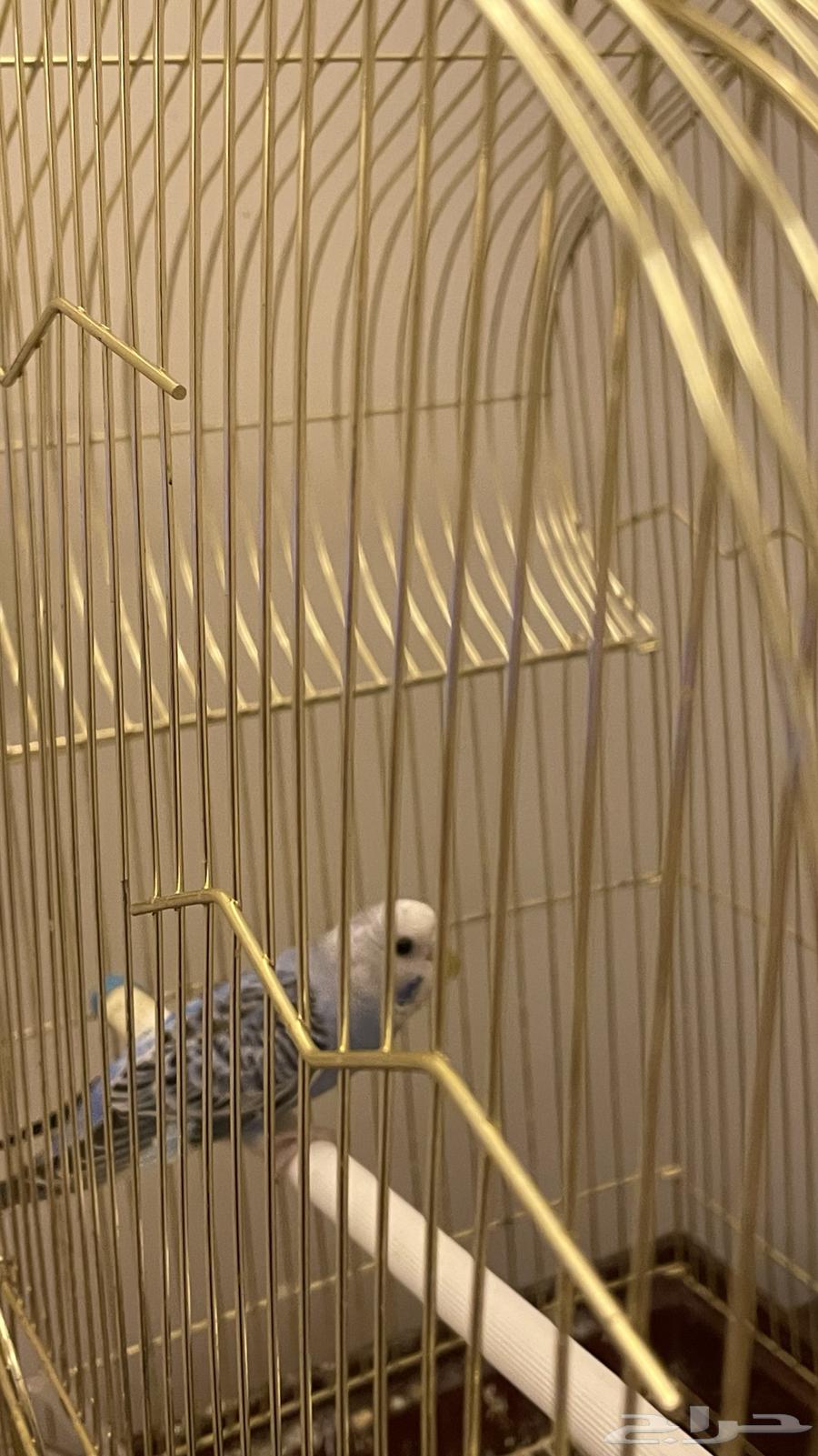 طيور بادجي صغار64355304183427113