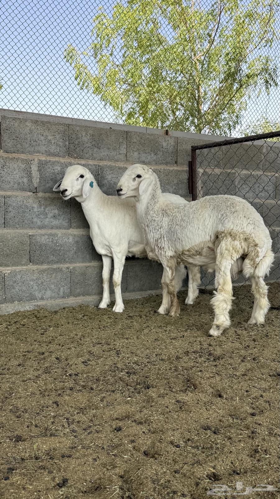 طليان حريات جذعان (( تمم ااالبيع))64355713039107111