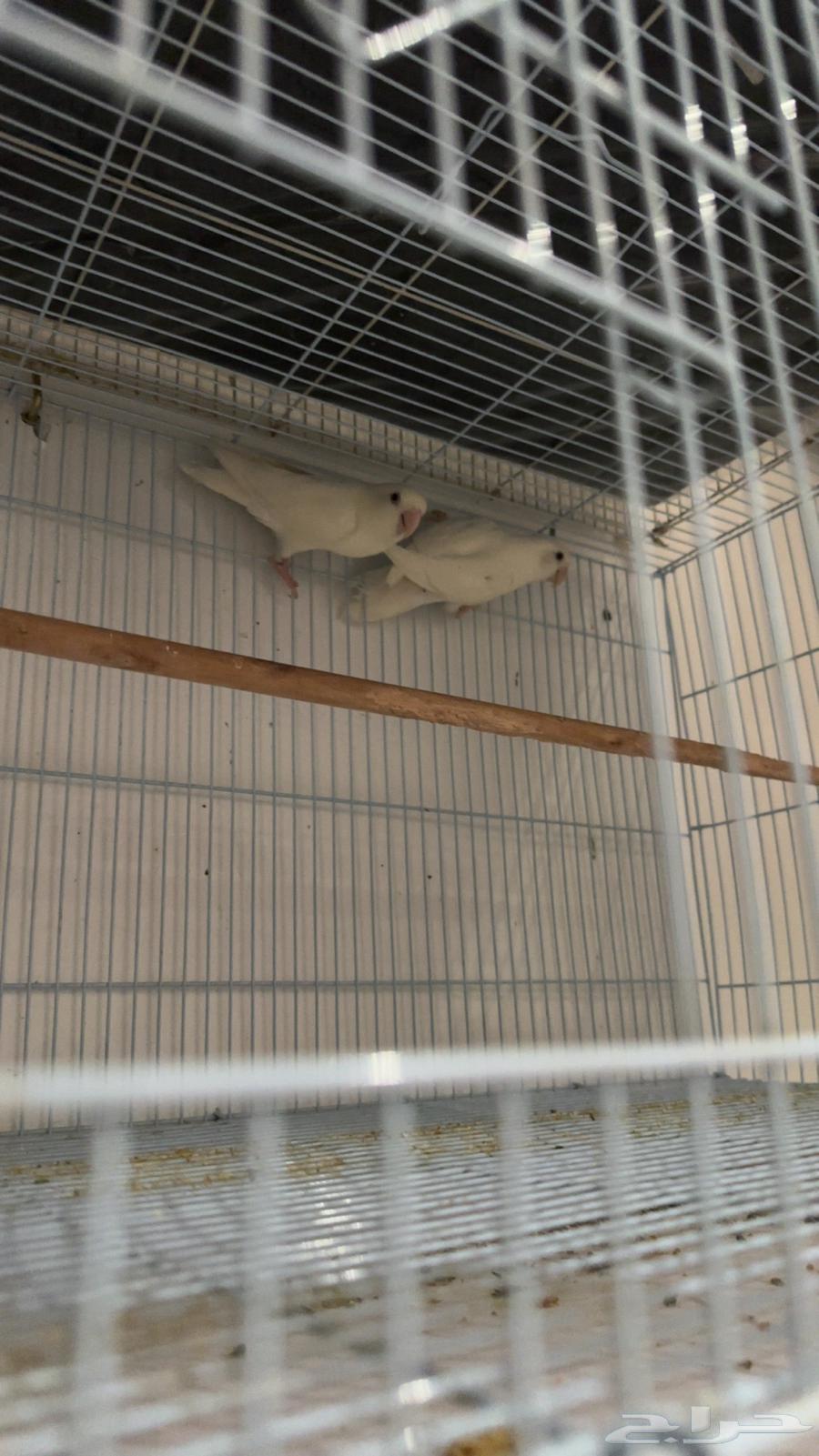 زوج روز بفروخه64358454640641110