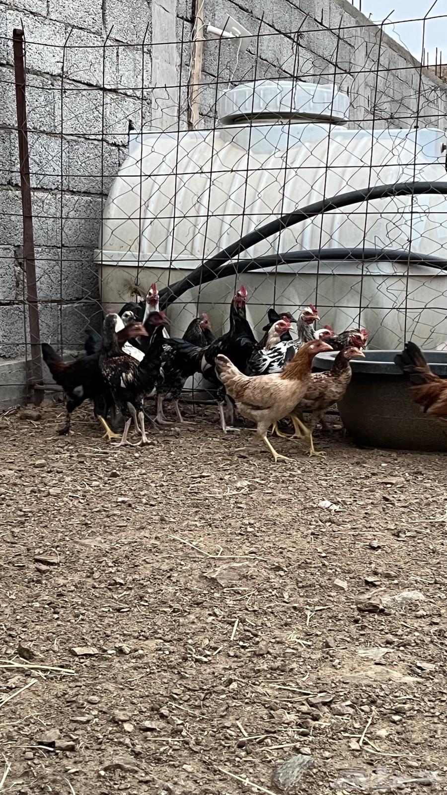 دجاج بلدي انتاج تحضين64359217888386112