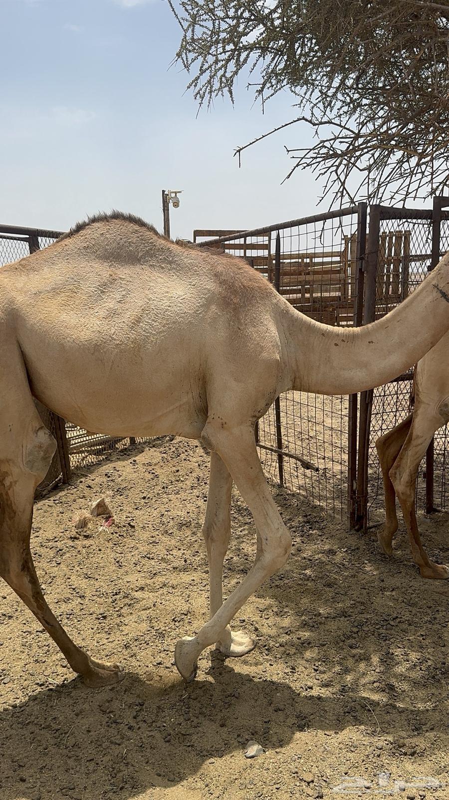 حشو للبيع64355289884289110