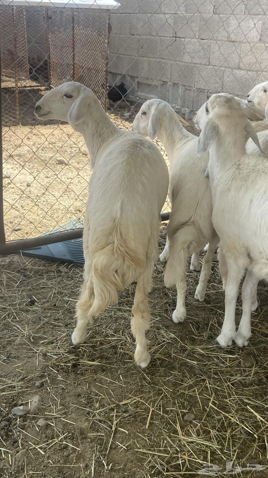 طيان ورخال64354637104643110