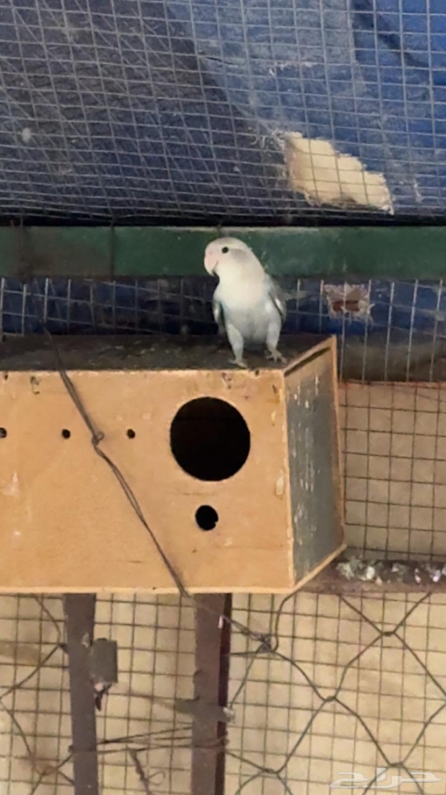 اجواز روز64363159215873114