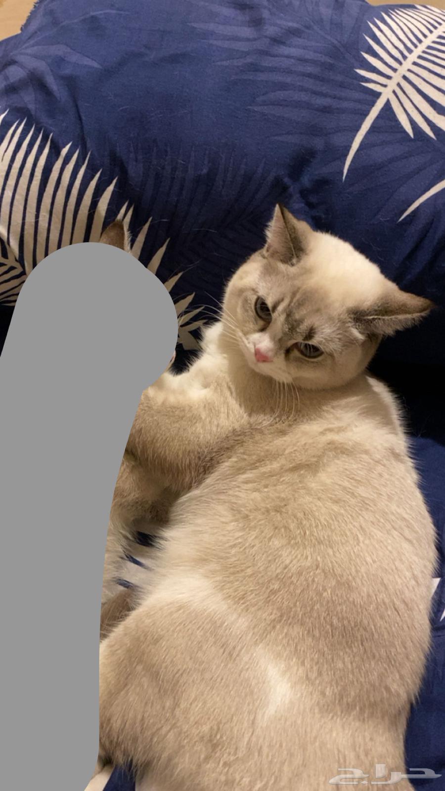 قطوة للبيع سكوتش ستريت64362013764866111