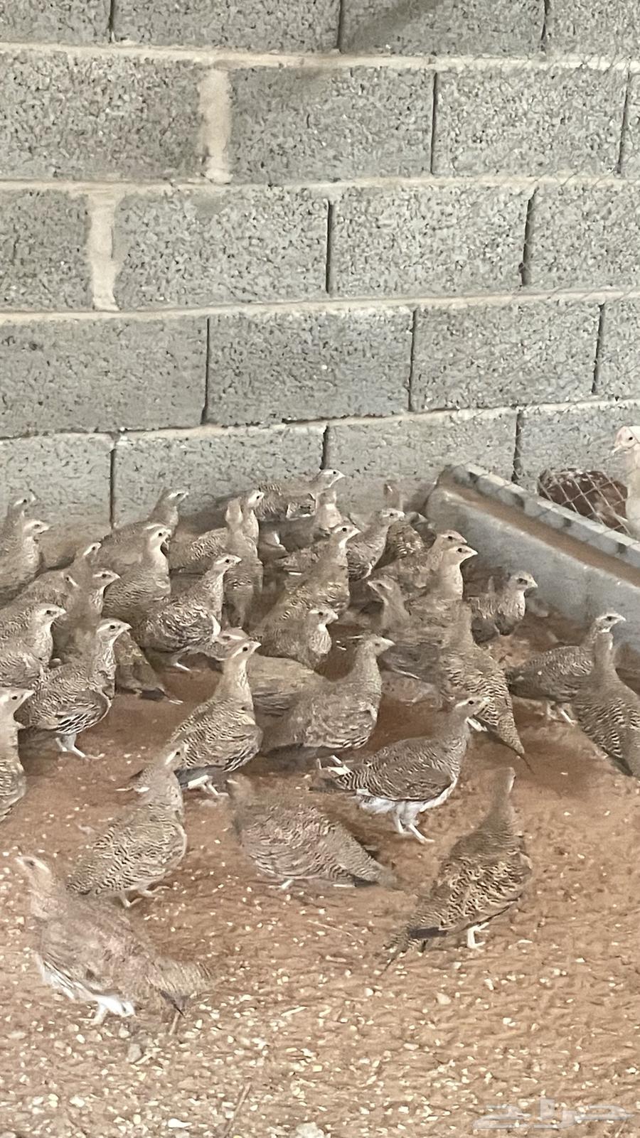 Quta Naghaq64361092049921111