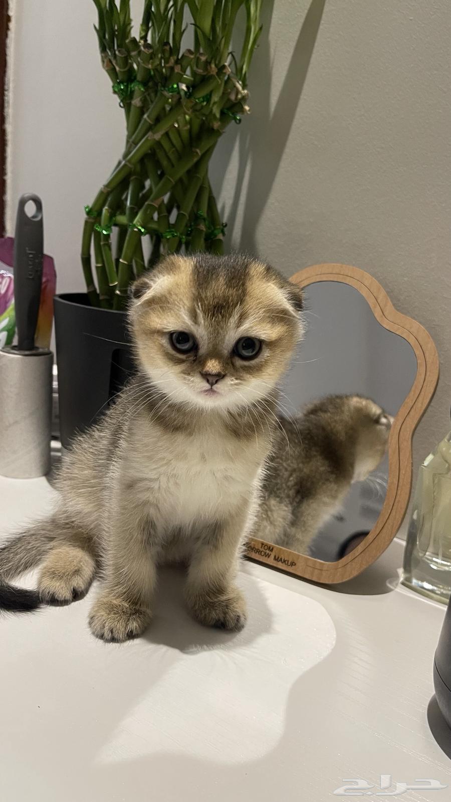 سكوتش دبل فولد64356792158978111