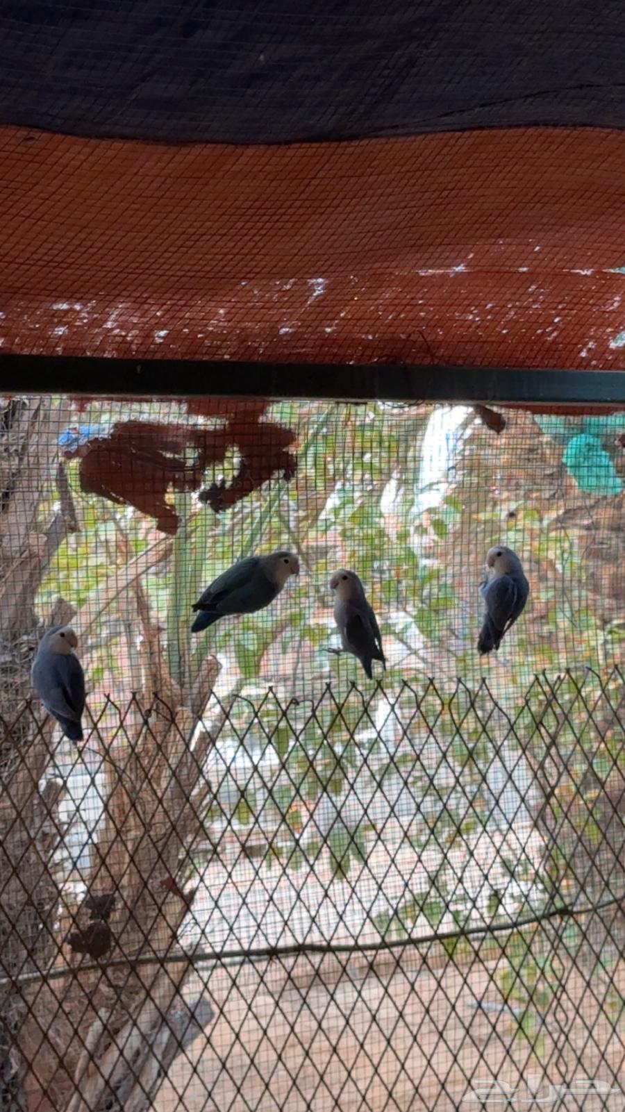 اجواز روز64363159215873113