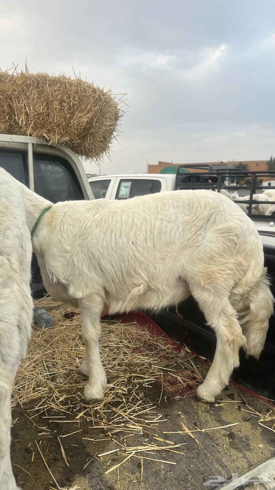 طلي للبيع64358322929410110