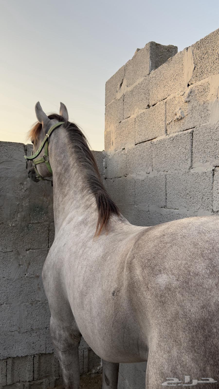 توفر غرف ايواء خيل وتسمينها64353780243715113