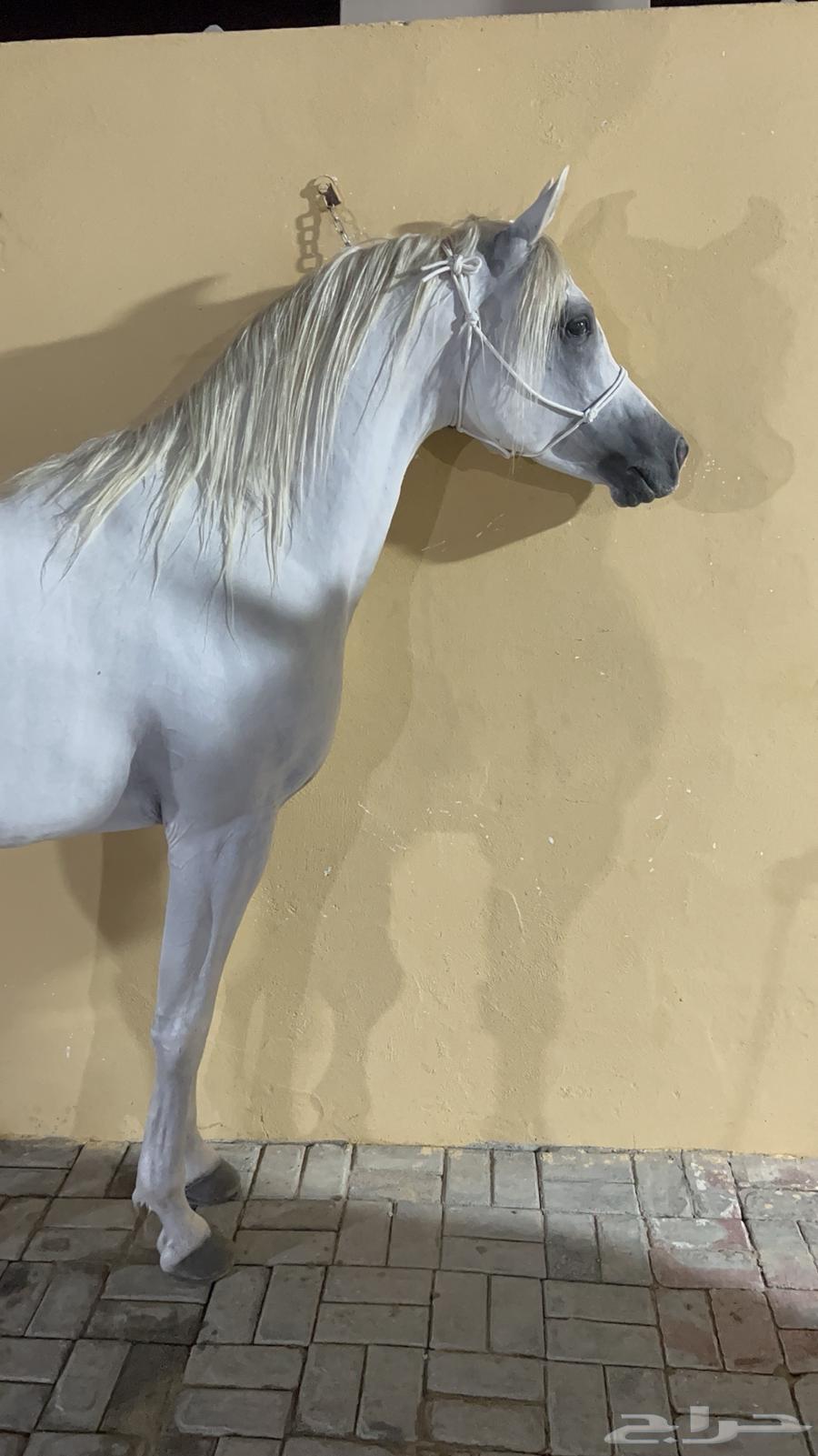 حصان شعبي64349140497025114