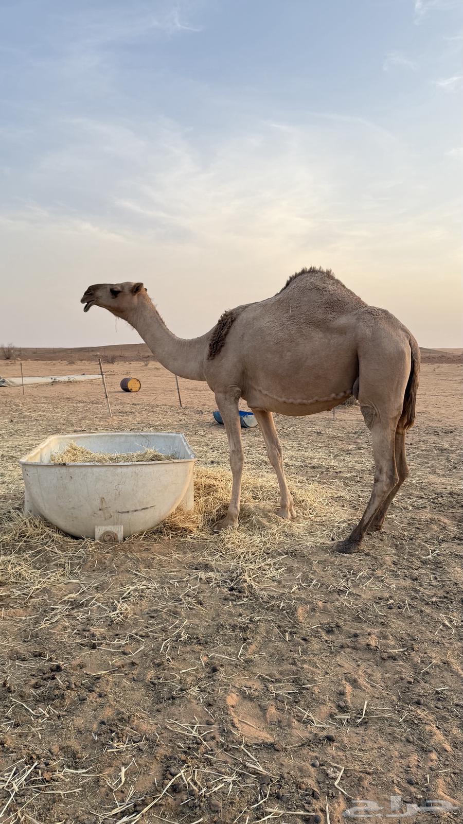 For sale, red ten, excellent condition and gift required, find a red one, dear, excellent64358322963075112