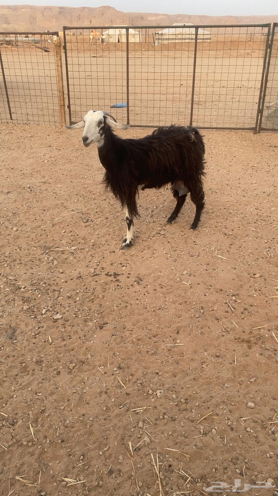 عنز حليب64353408028035110