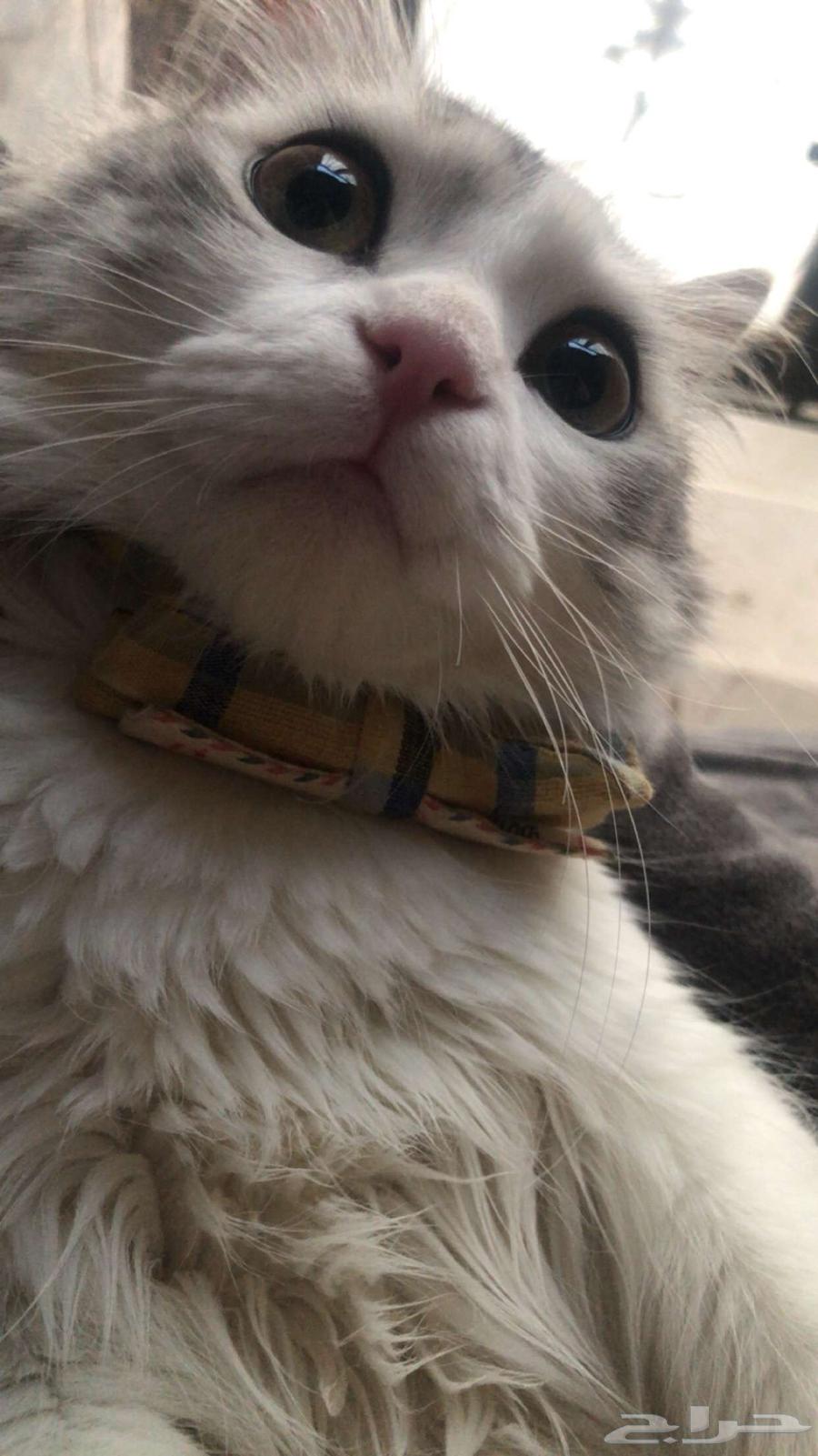 قطوه شيرازي نوع نادر64358914646145111