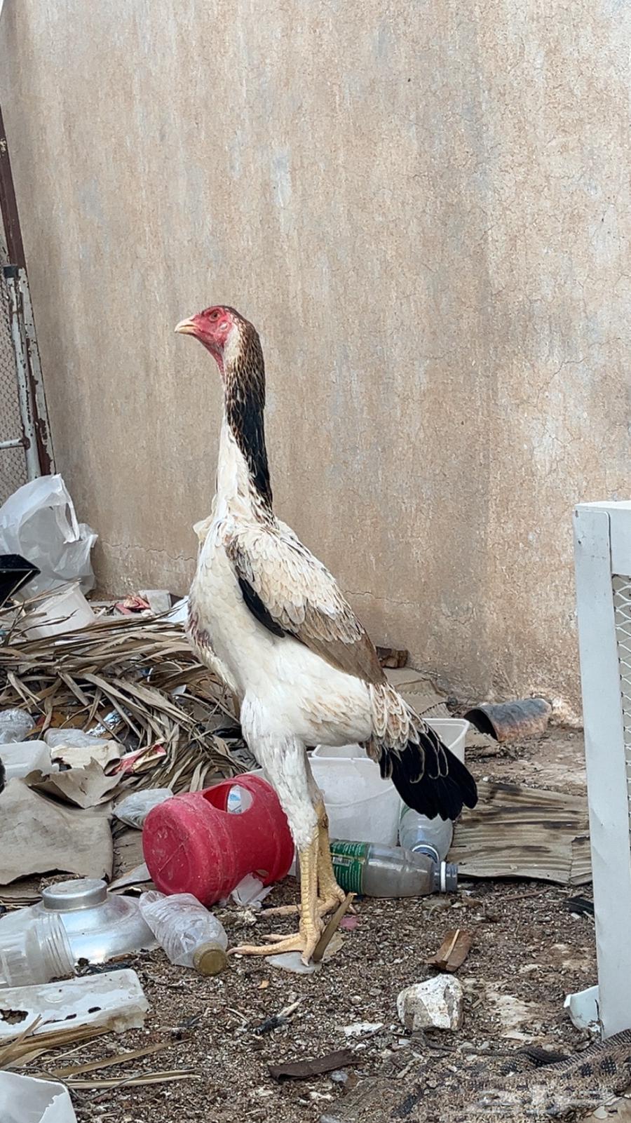 دجاجه شامو يباني بشاير64356077564931110