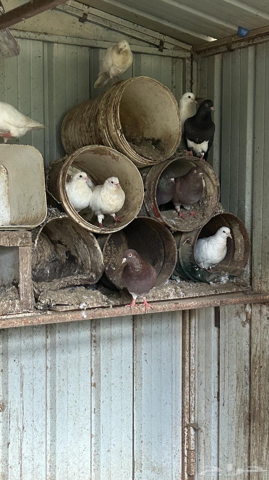 حمام فرنسي و مصري سوبر جانبو64358038065538112